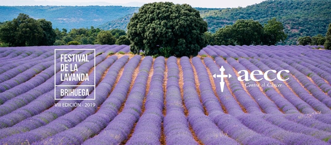 ¡Ven al Festival de la Lavanda solidario contra el cáncer!