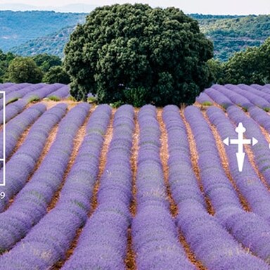 ¡Ven al Festival de la Lavanda solidario contra el cáncer!