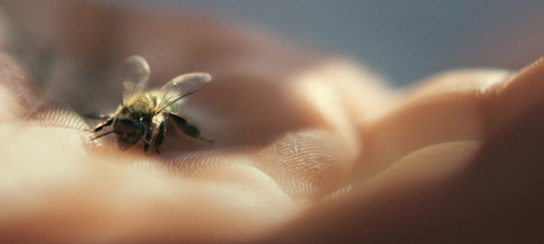 día mundial de las abejas