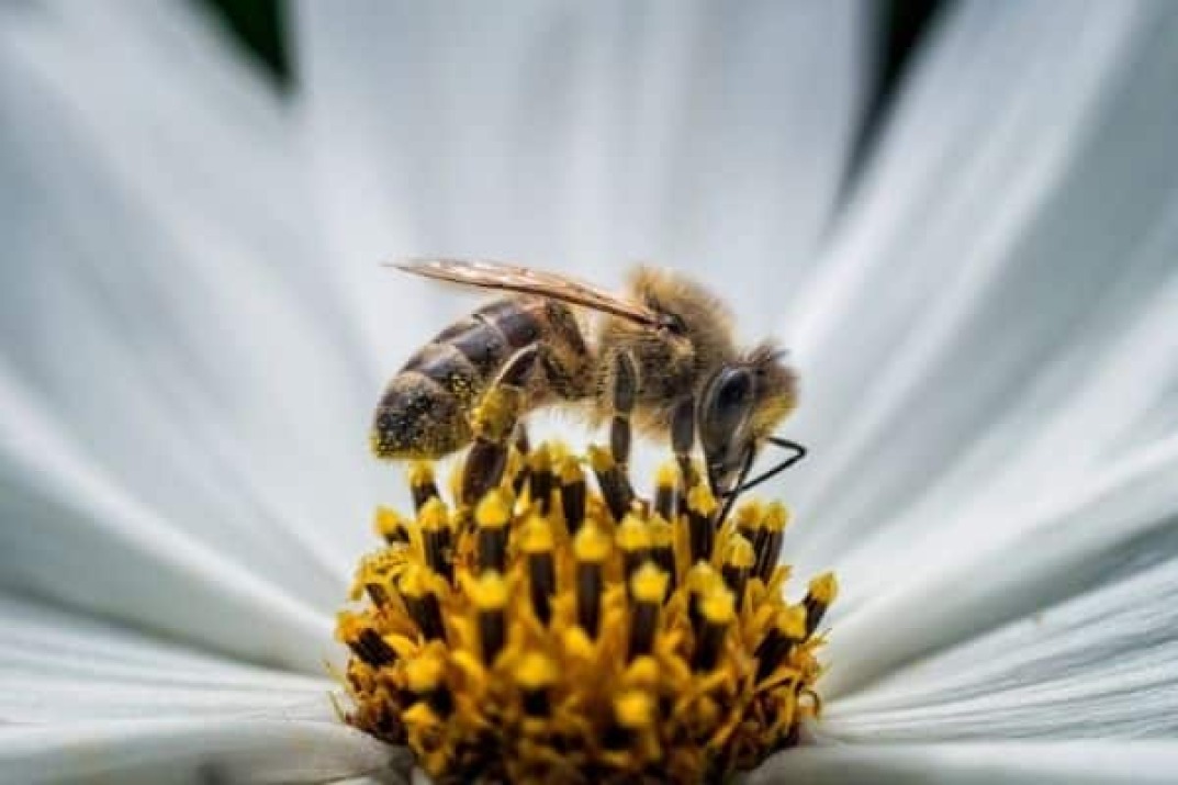 La investigación de las abejas de Guerlain en la nueva plataforma 'Beelab'