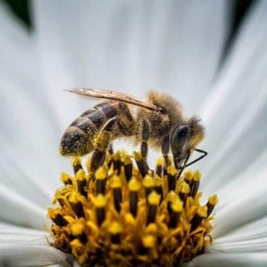 La investigación de las abejas de Guerlain en la nueva plataforma 'Beelab'