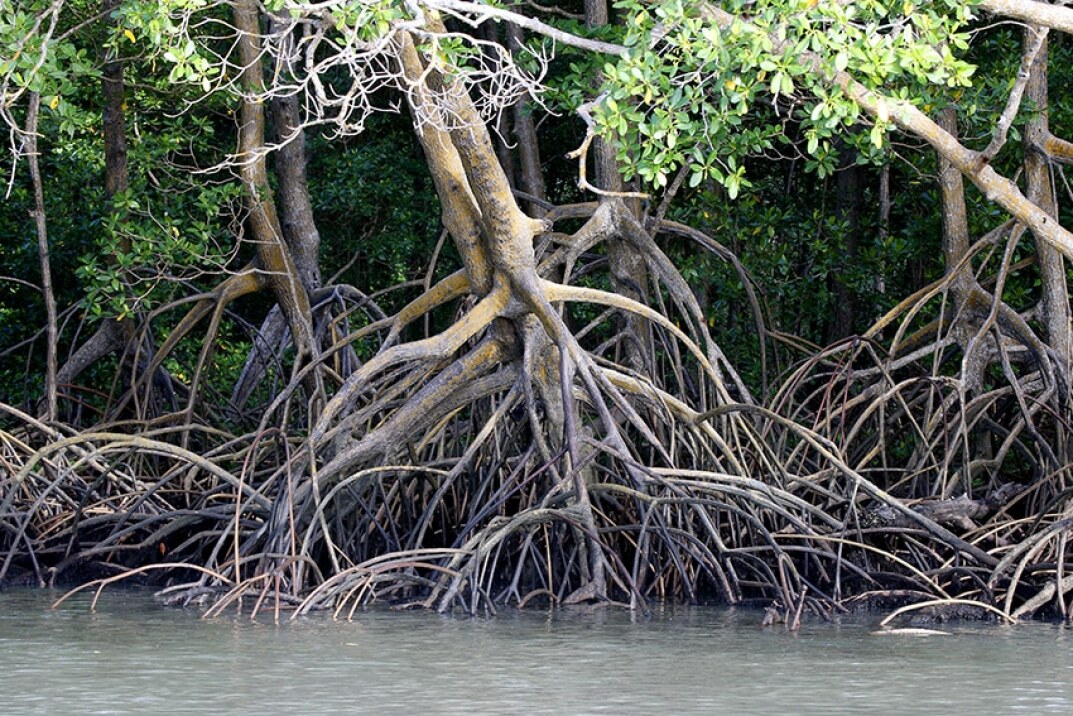 La crema de manos solidaria de Clarins contribuye a la reforestación de los manglares de Tailandia