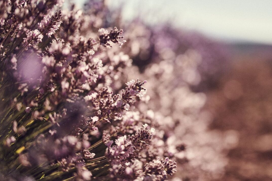 Lavanda blanca para proteger la azul. La labor de L'Occitane en defensa de la tierra