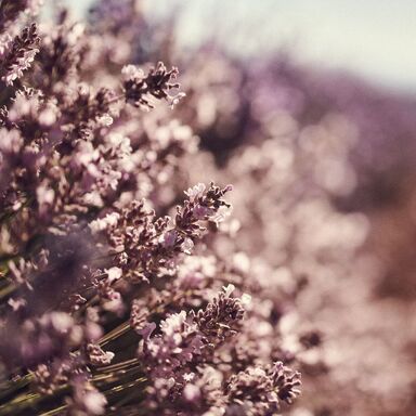 Lavanda blanca para proteger la azul. La labor de L'Occitane en defensa de la tierra