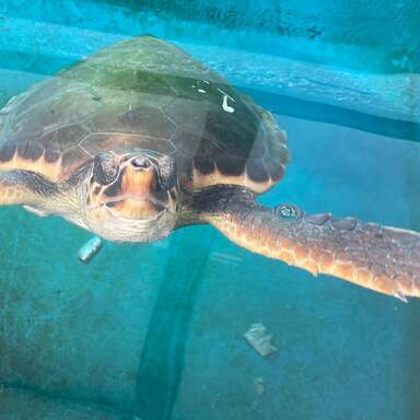 El año de la tortuga. Te contamos tres proyectos destinados a protegerlas