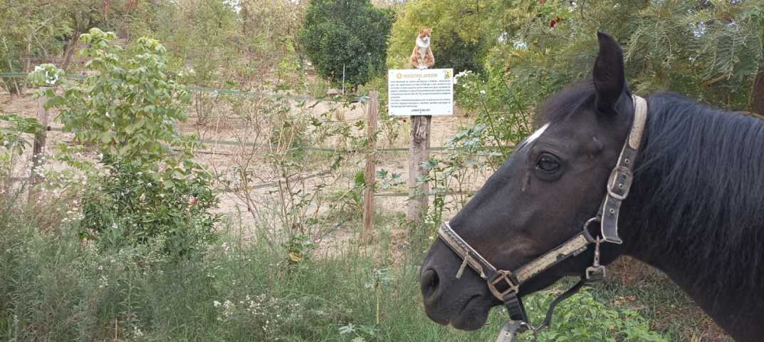 Ayudemos a "Todos los caballos del mundo" Protectora y refugio de caballos y otros animales