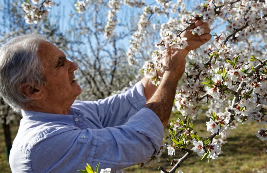 Recuperar los almendros de la Provenza: el objetivo común de LOccitane y Jean Pierre Jaubert