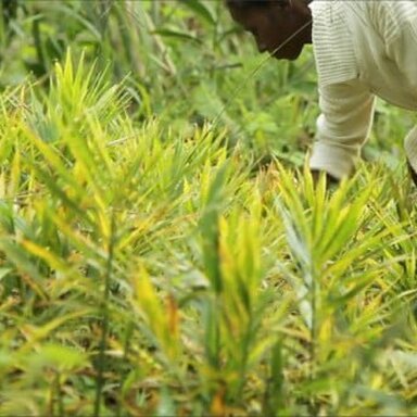 Chanel y el freno a la desertización de la reserva de Vohimana