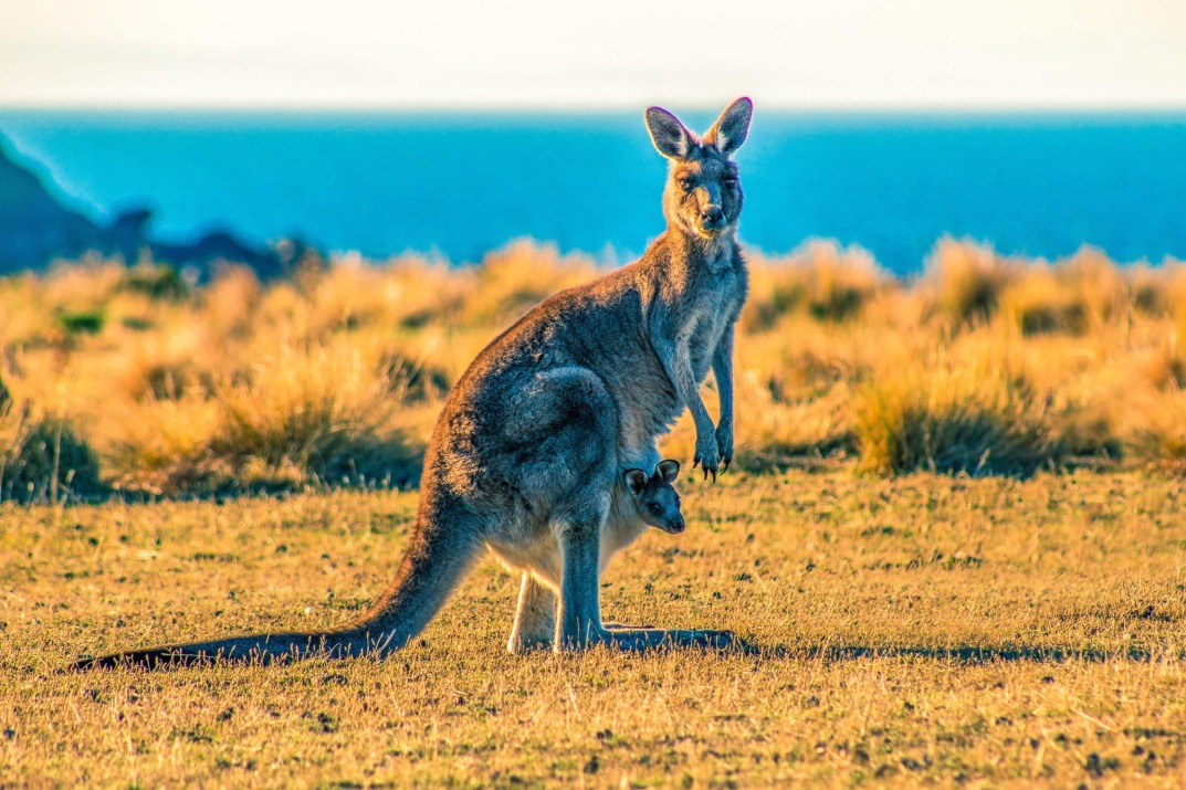 Aussie