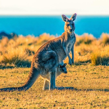 Aussie