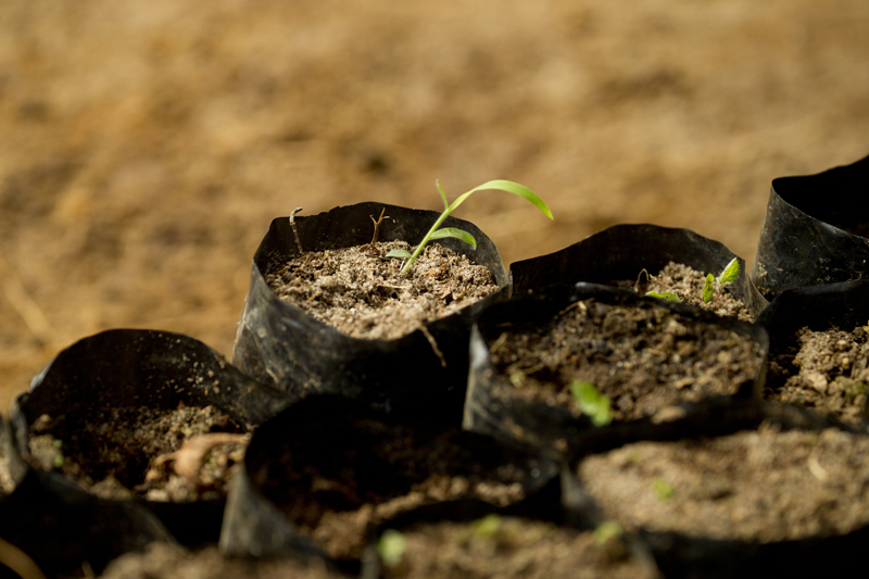 Tree nursery (2)