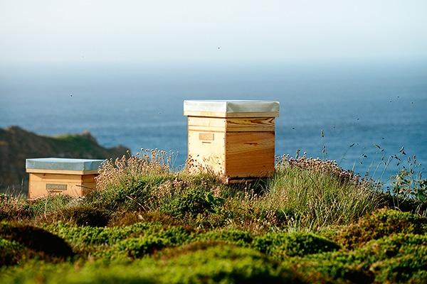 Abeja Negra Guerlain