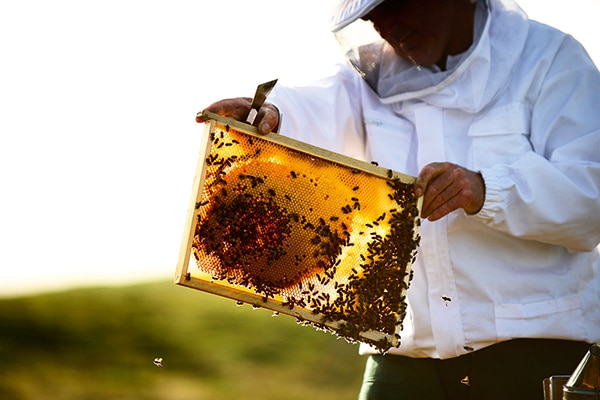 Abeja Negra Guerlain