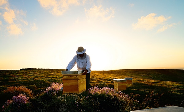 Abeja Negra Guerlain