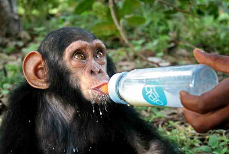 Proteger a los chimpancés Identy Beauty