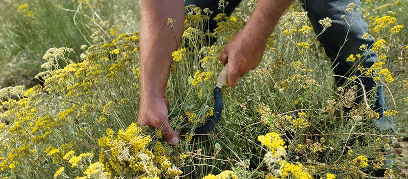 Grupo L'Occitane