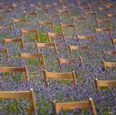 Festival de la Lavanda