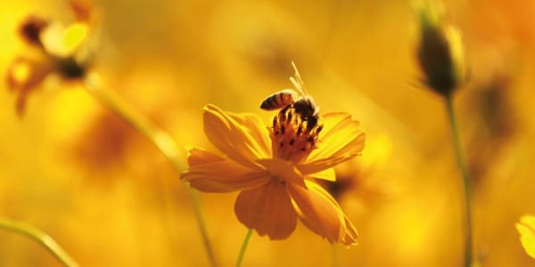 dia mundial abejas sumario