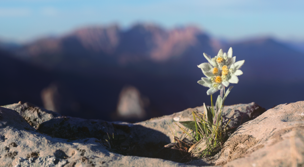 Flor de Edelweiss