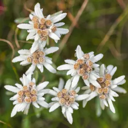 sérum anticaída de klorane Edelweiss