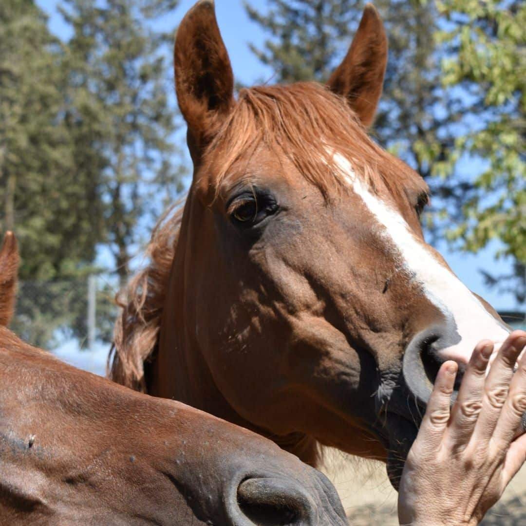 Todos los caballos del mundo